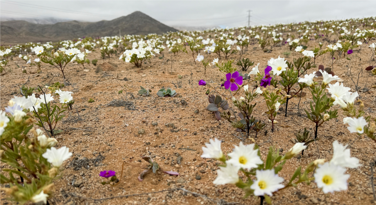 THỜI SỰ 18H CHIỀU 09/07/2024: Atacama sa mạc khô cằn nhất thế giới đang được bao phủ bởi những thảm hoa
